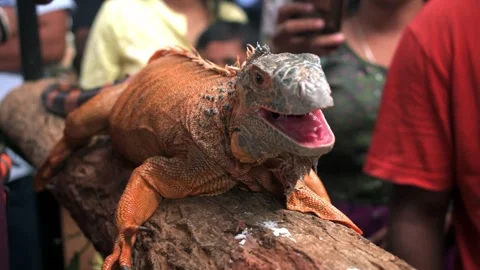 Closeup of an Iguana on a tree trunk spotted during an interaction session. Stock Footage 341348284