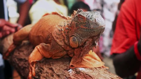 Closeup of an Iguana on a tree trunk spotted during an interaction session. Stock Footage 341348339