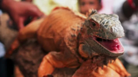 Closeup of an Iguana on a tree trunk spotted during an interaction session. Stock Footage 341348341
