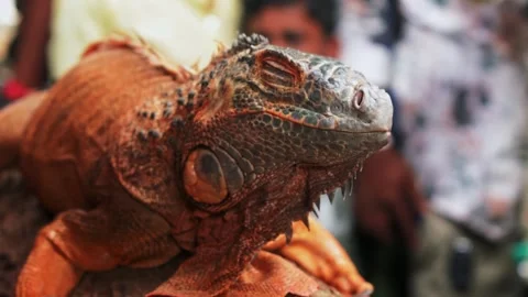 Closeup of an Iguana on a tree trunk spotted during an interaction session. Stock Footage 341348349