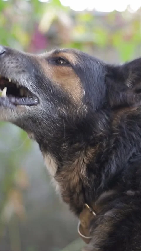 A closeup image of an aggressive dog barking, showcasing its fierce expression Stock Footage 318271844