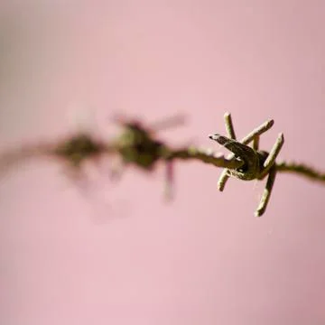 The closeup image of the barbed wire Stock Photos