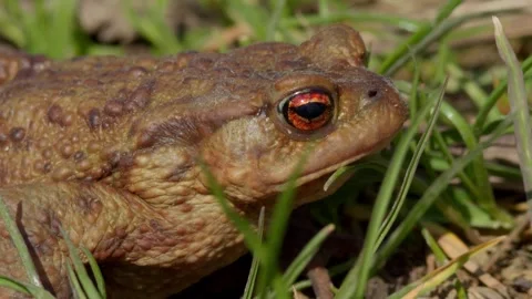 A CloseUp Image of a Beautiful Frog Relaxing in Lush Green Grass and Nature Stock Footage 309334242