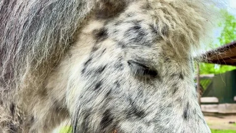 A CloseUp Image of a Beautiful Speckled Pony Captured in Its Natural Habitat Stock Footage 312350625