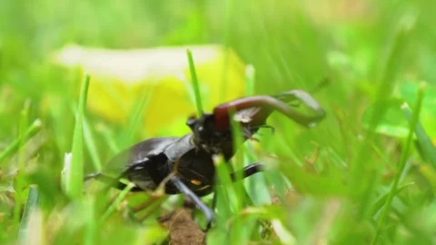 A closeup image of a beetle actively crawling on blades of grass in its natural Stock Footage 312058192