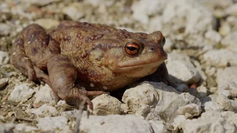 A closeup image of a Brown Frog resting in its natural habitat, showcasing Stock Footage 313283954