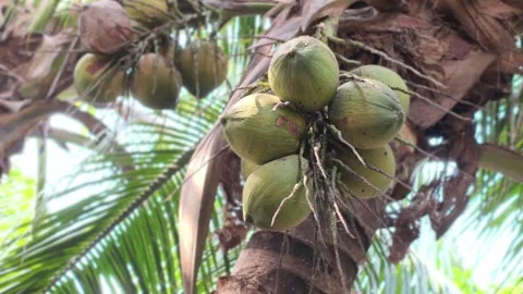 Closeup image of a bunch of coconuts on a coconut tree, with a coconut grove Stock Footage 330538057
