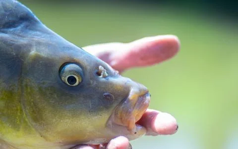 Closeup image of a carp being held by a fisherman Stock Photos