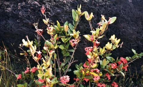 Closeup image of colorful tree in front of a black rock Foto stock
