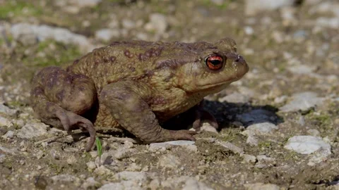 CloseUp Image of a Common Toad Residing on a Pebbly Ground Surface in Natures Stock Footage 313285705