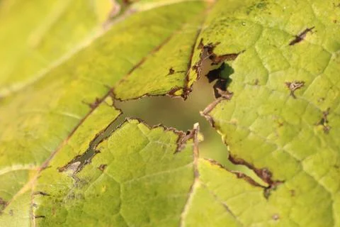 CloseUp Image of a Damaged Green Leaf Highlighting Its Intricate and Detailed Foto stock