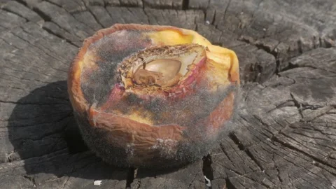 A CloseUp Image Depicting a Decomposing Peach Nestled on a Rustic Wood Stockbeeldmateriaal 282723716