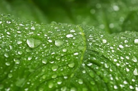 Closeup image of dew drops on a leaf with the light refracting. The lotus eff Stock Photos