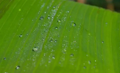 Closeup image of dew drops on a leaf with the light refracting. The lotus eff Stock Photos