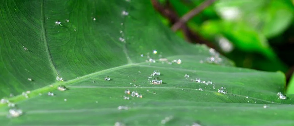 Closeup image of dew drops on a leaf with the light refracting. The lotus eff Stock Photos