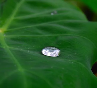 Closeup image of dew drops on a leaf with the light refracting. The lotus eff Stock Photos