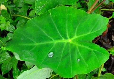 Closeup image of dew drops on a leaf with the light refracting. The lotus eff Stock Photos
