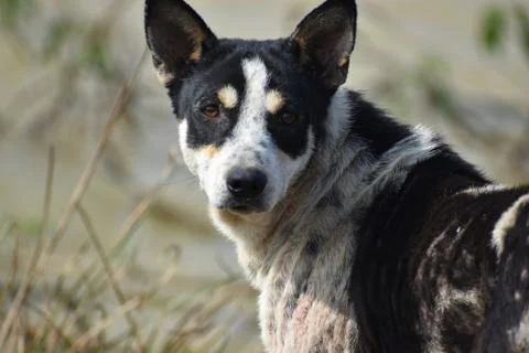 Closeup image a dog looking back Stock Photos
