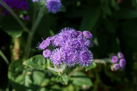 A closeup image of an eyecatching and dazzling purple flower, highlighting it Foto stock
