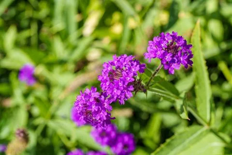 A closeup image of an eyecatching and dazzling purple flower, highlighting it Stock Photos