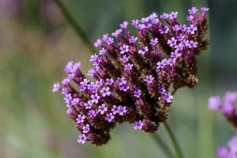 A closeup image of an eyecatching and dazzling purple flower, highlighting it Stock Photos