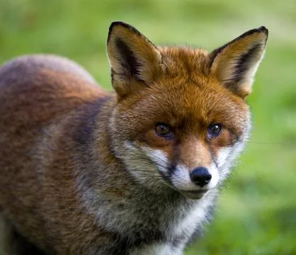 This closeup image features a striking fox in its natural habitat Stock Photos