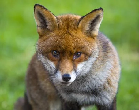 This closeup image features a striking fox in its natural habitat Stock Photos