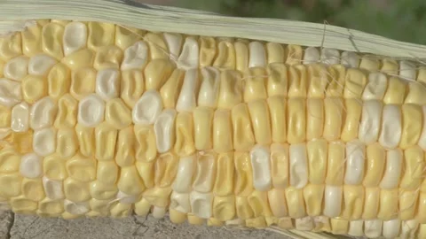 A CloseUp Image Featuring Fresh and Juicy Corn Kernels Piled Together on the Cob Видео 282991275