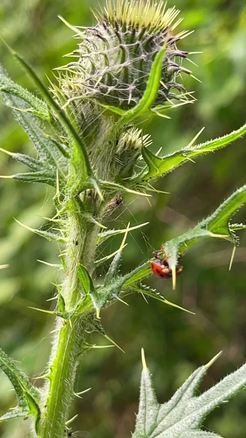 A CloseUp image featuring a Ladybug resting on a Thistle Plant in vibrant detail Stock Footage 311539694