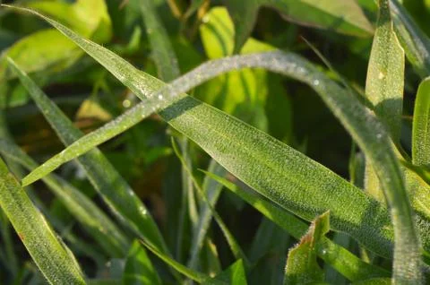 Closeup image of grass blades with dew drops in them in the morning sun Stock Photos