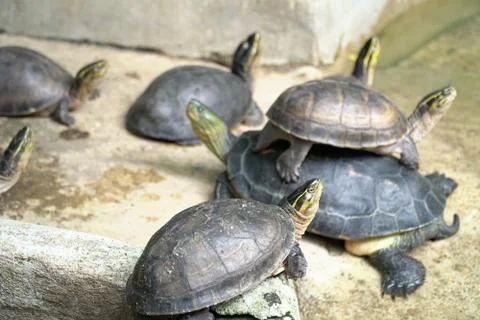 Closeup image of group small turtles stacked on top look at the sky Stock Photos