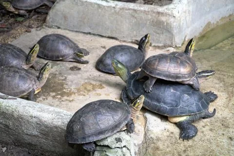Closeup image of group small turtles stacked on top look at the sky 写真素材