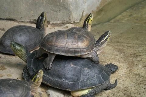 Closeup image of group small turtles stacked on top look at the sky 写真素材