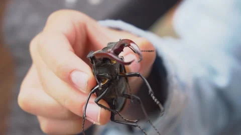 CloseUp Image of a Hand Gripping a Large and Intriguingly Colorful Beetle on Stock Footage 312281906