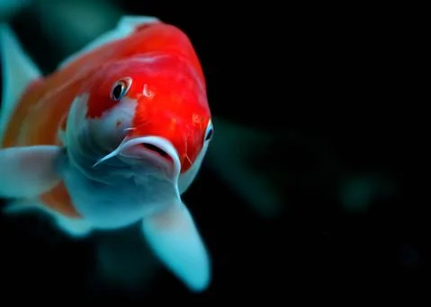 Closeup image of a koi carp looking intto the camera Stock Photos