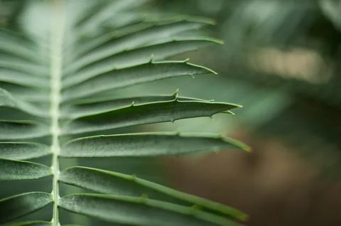 Closeup image of leaf of palm tree Stock Photos