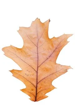 A closeup image of an oak leaf on a white background Stock Photos