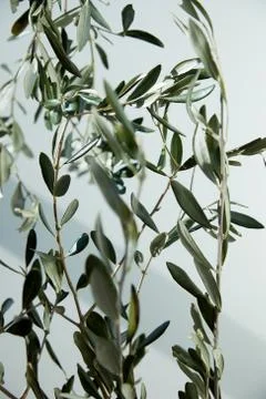 Closeup image of olive branches in front of white wall with shadow Stock Photos