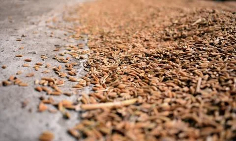Closeup image of paddy seed before extracting rice seed Stock Photos