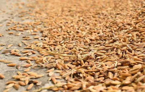 Closeup image of paddy seed lying in the ground Stock Photos