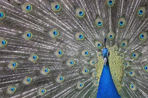 Closeup Image of a peacock dancing with its open feathers Stock Photos