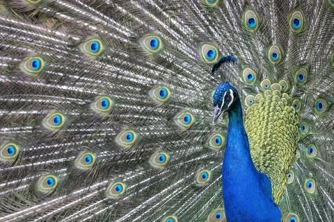 Closeup Image of a peacock dancing with its open feathers Foto stock