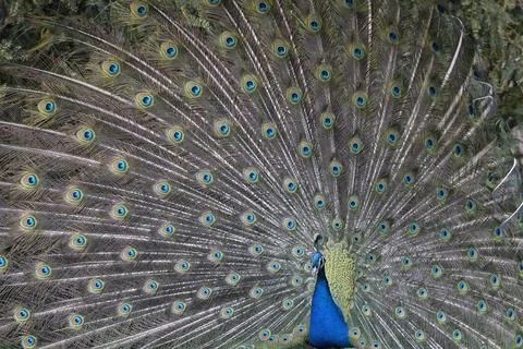 Closeup Image of a peacock dancing with its open feathers Foto stock
