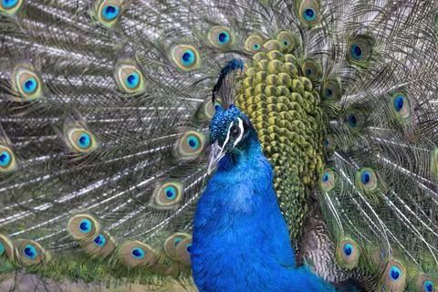 Closeup Image of a peacock dancing with its open feathers Stock Photos