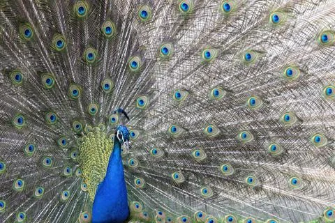 Closeup Image of a peacock dancing with its open feathers Foto stock