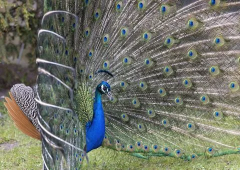 Closeup Image of a peacock dancing with its open feathers Stock Photos