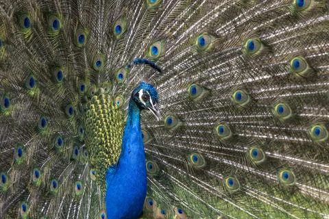Closeup Image of a peacock dancing with its open feathers Foto stock