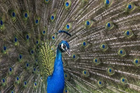 Closeup Image of a peacock dancing with its open feathers Stock Photos
