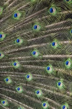 Closeup Image of a peacock dancing with its open feathers Stock Photos