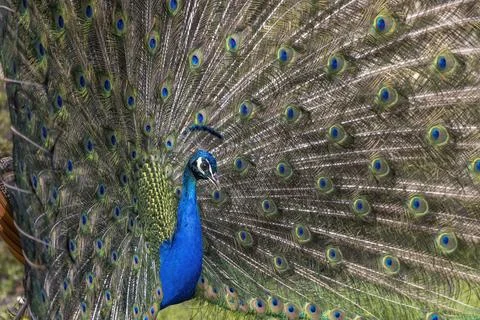 Closeup Image of a peacock dancing with its open feathers Foto stock